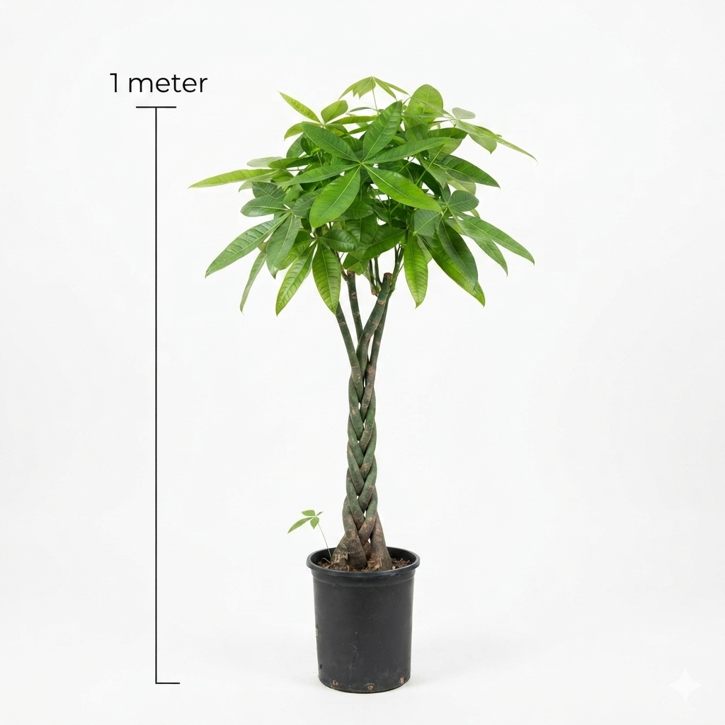 Bashira Plant / Medium (Approx Height 1 Meter)