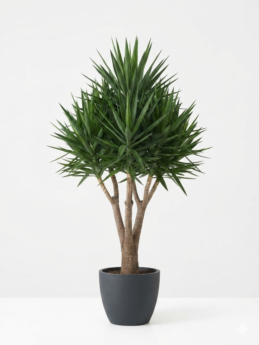 Yucca Elephantipes(H 150cm, Width 170cm)