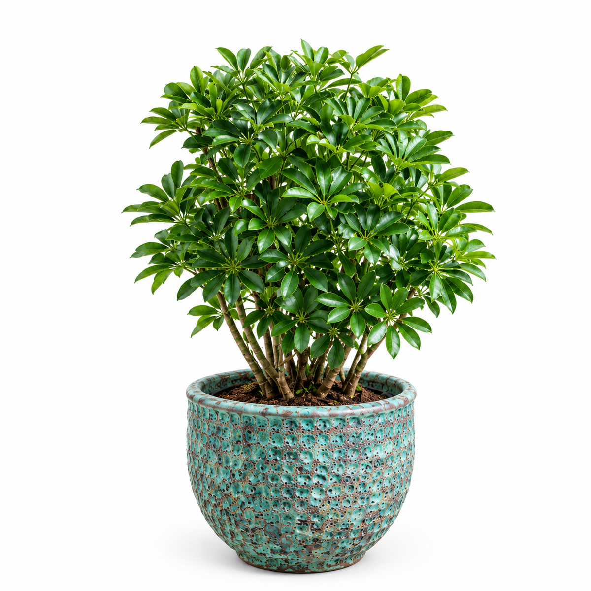 Schefflera Plant / Jade Green Bubble Glaze 44*38cm (Medium Pot)