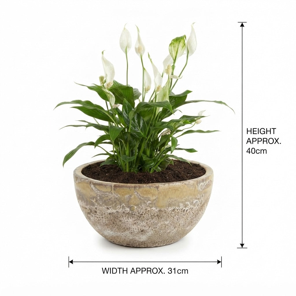 Peace Lily (زنبق السلام)/ Yellow Foam Glaze Bowl Pot