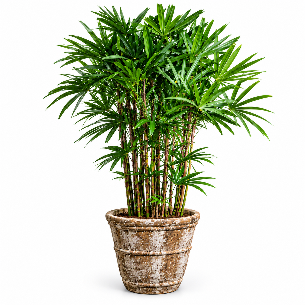 Lady Palm/Conical Ancient Rust (XL Pot)