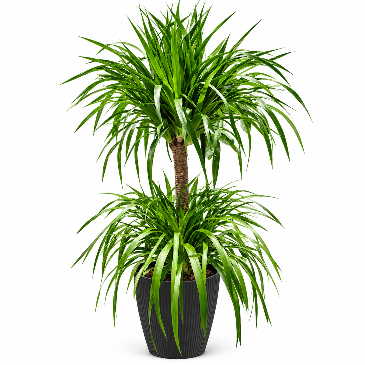 Dracaena Double Tier (Approx Height 120cm)
