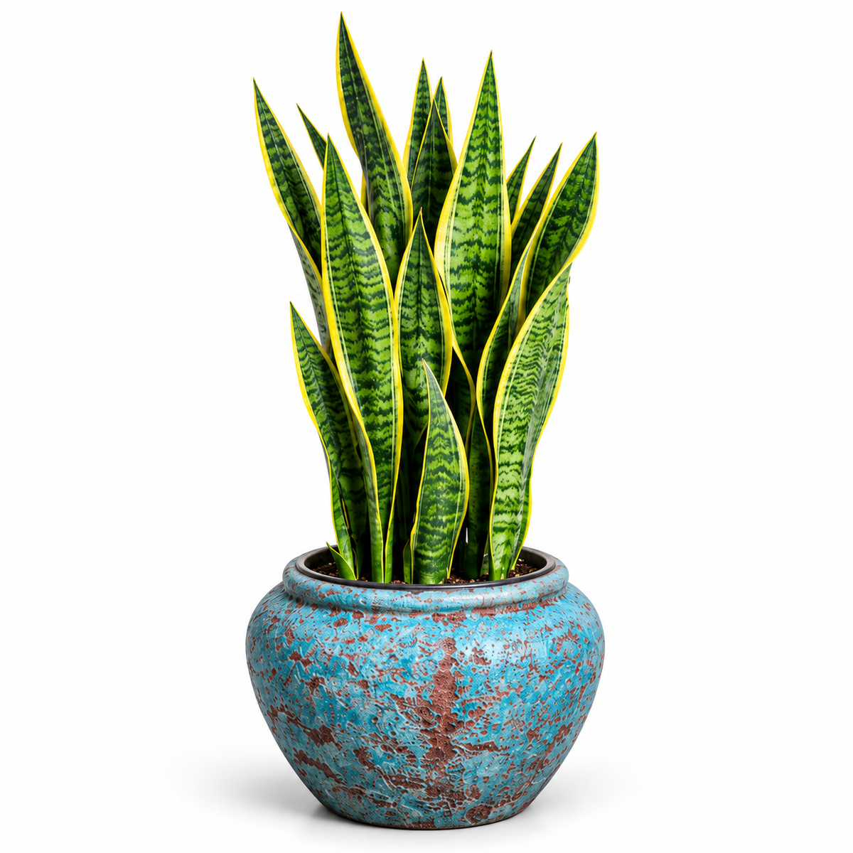 Snake Plant/Jade Blue Ancient Tidi (Small Pot)