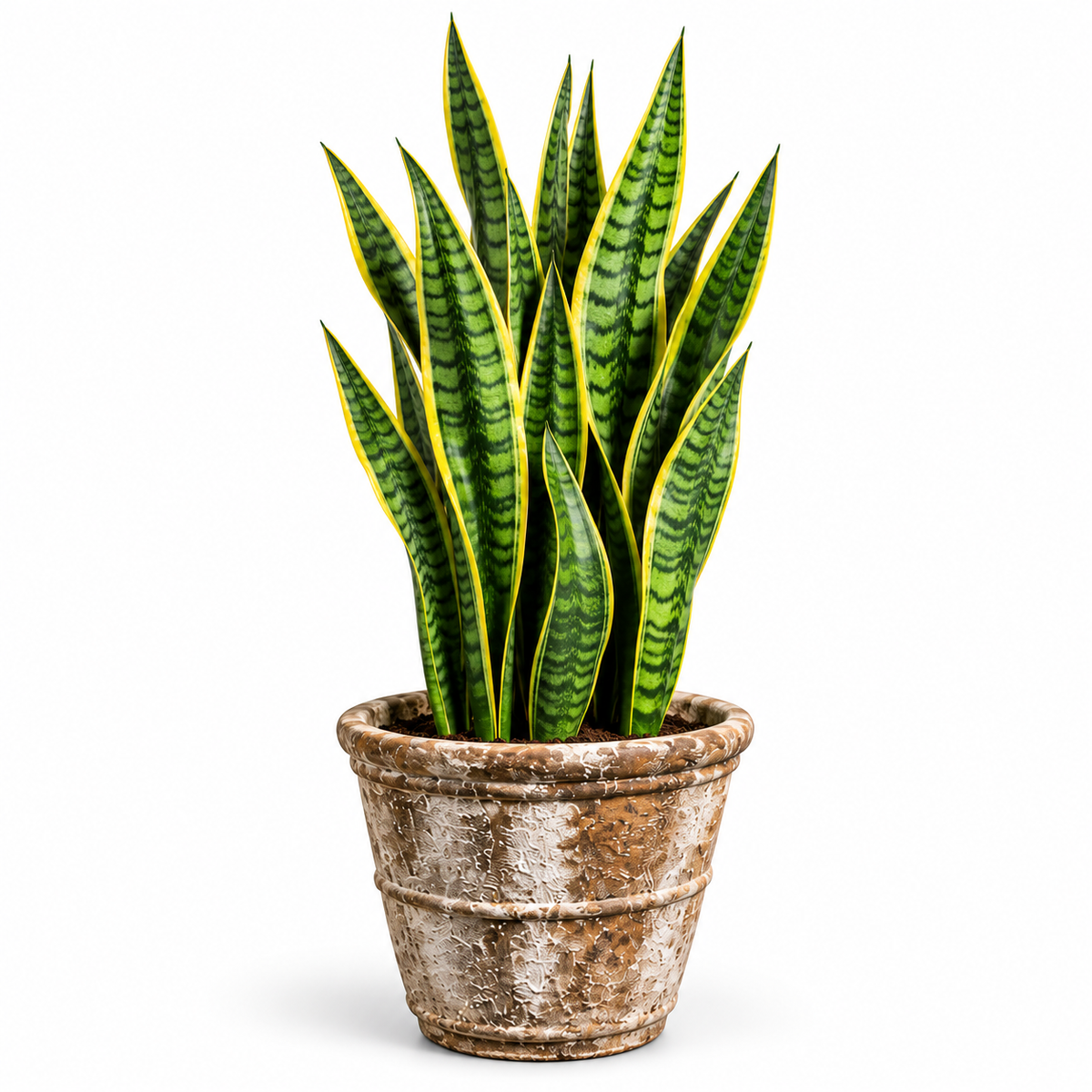 Snake Plant/Conical Ancient Rust (Medium)