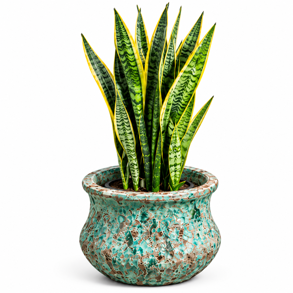 Snake Plant/ Jade Blue Ancient Tidi (Medium Pot)