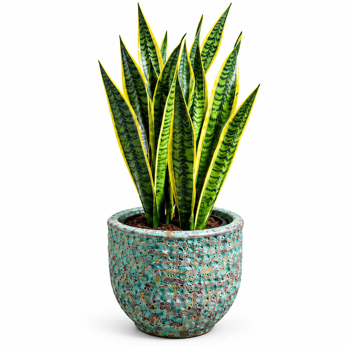 Snake Plant / Jade Green Bubble Glaze (Pot Small 33*30cm)