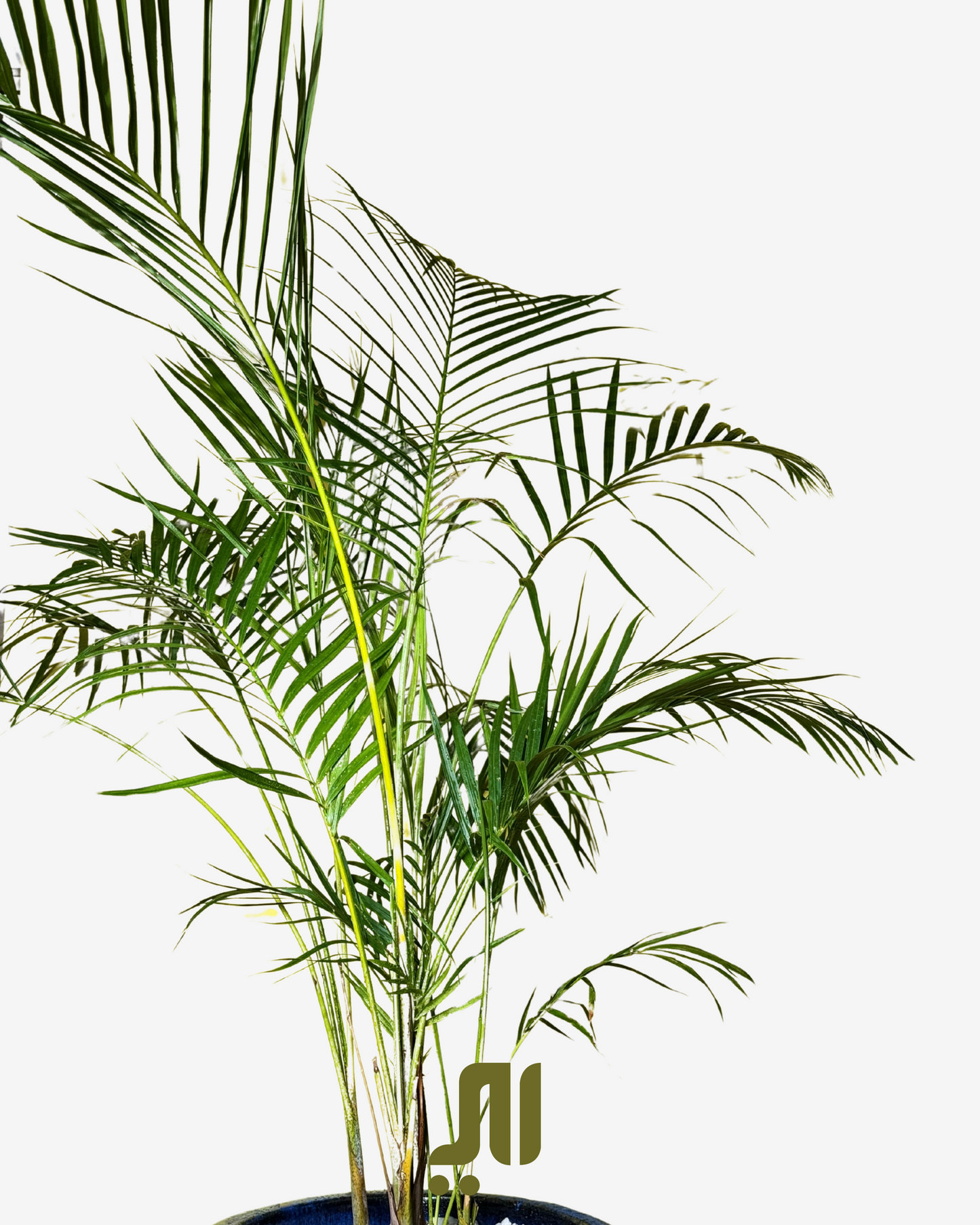 أريكا بالم – Areca Palm (Dypsis lutescens)