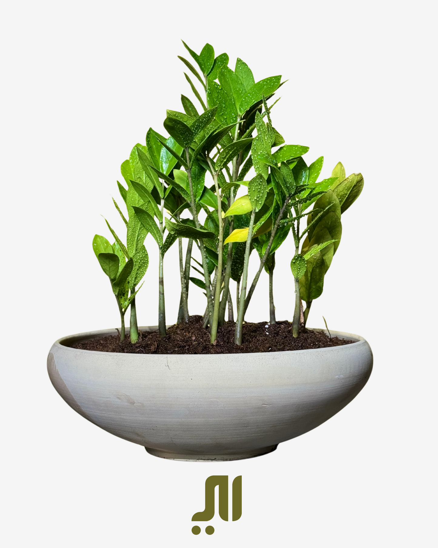 – ZZ Plant (Zamioculcas zamiifolia)