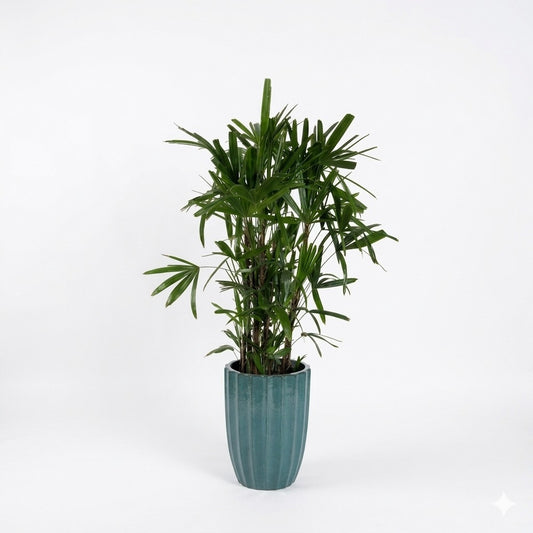 Lady Palm - Small