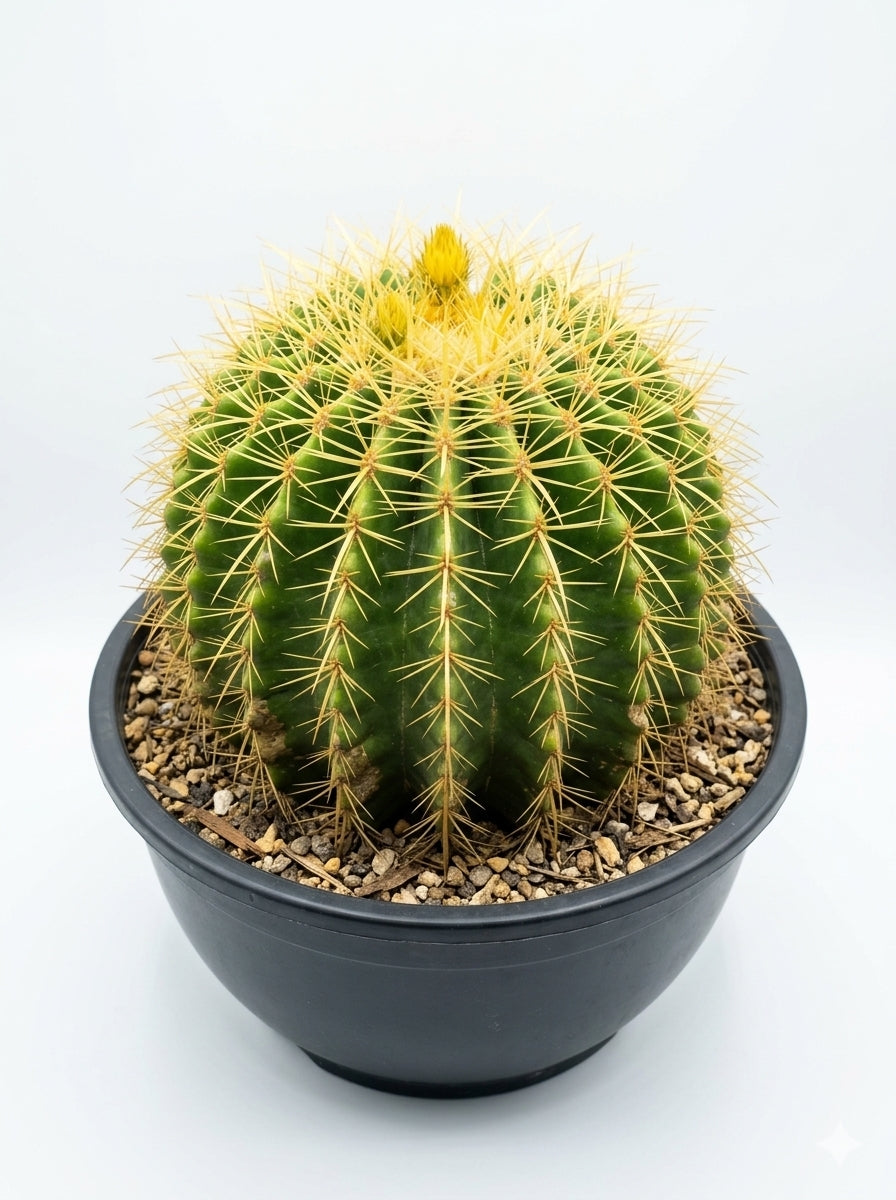 Golden Barrel Cactus صبار برميل الذهب