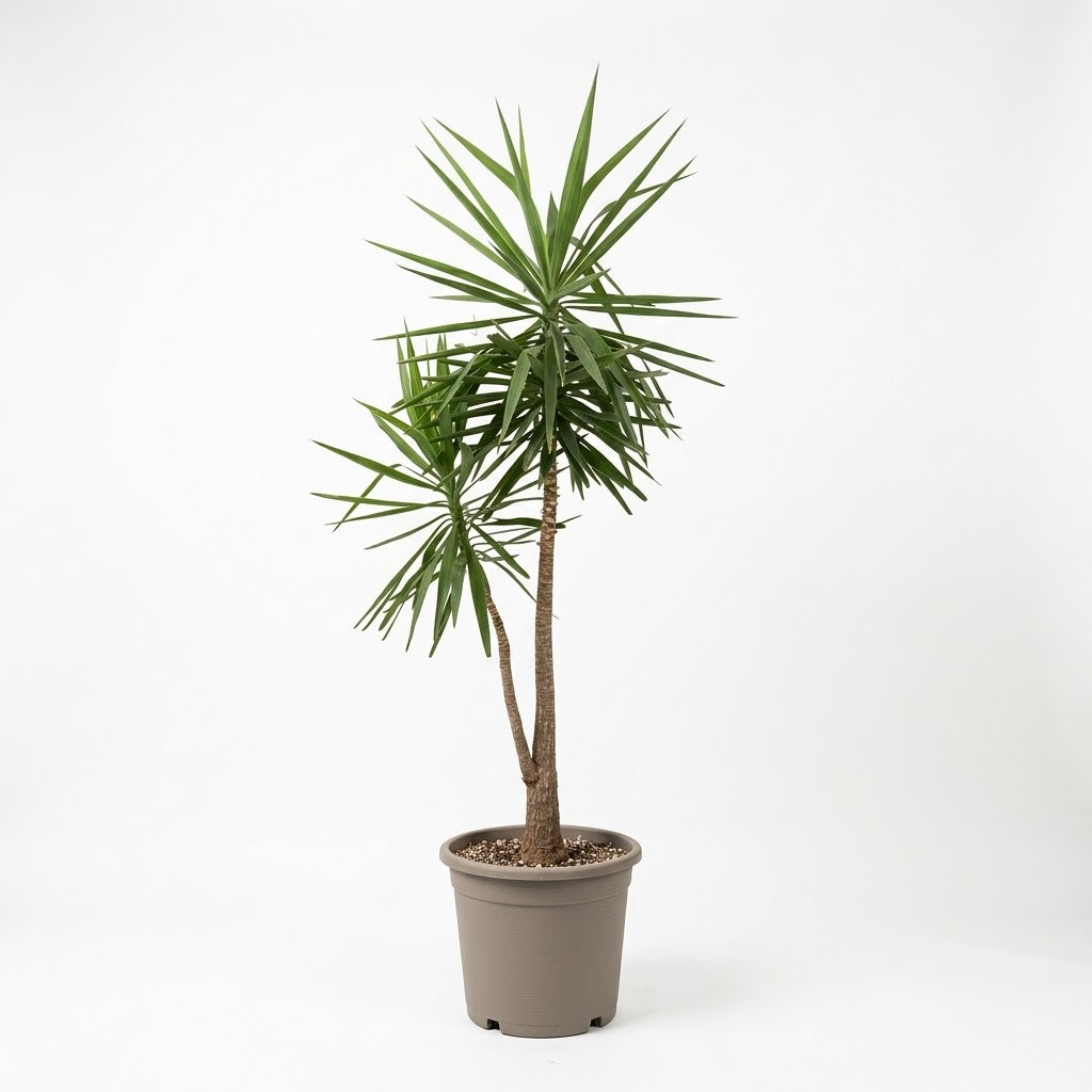 Yucca Elephantipes(H 150cm, Width 170cm)