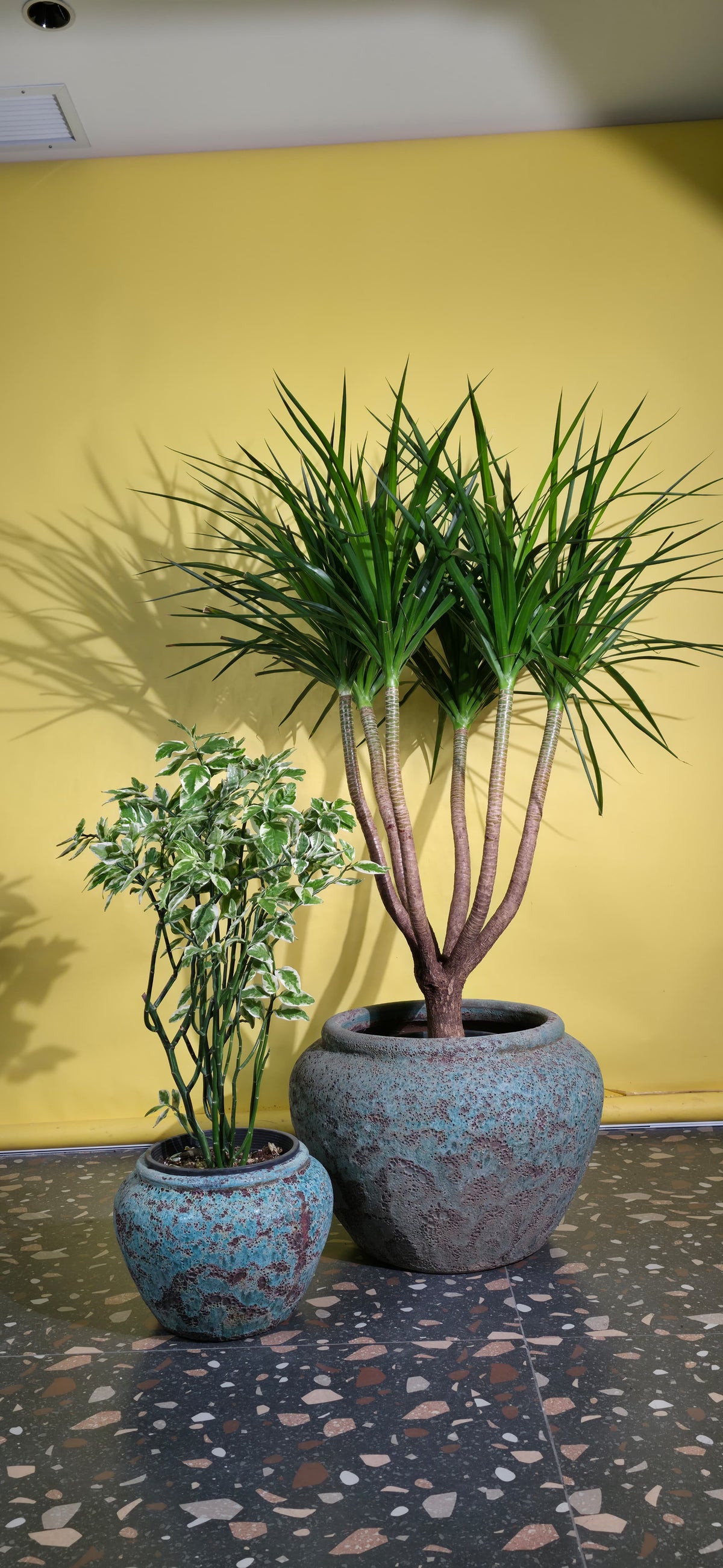 Dracaena Multi Trunk-Euphorbia Zig zag Plant/ Round Pot Set of 2 – Jade Blue Ancient Tidi