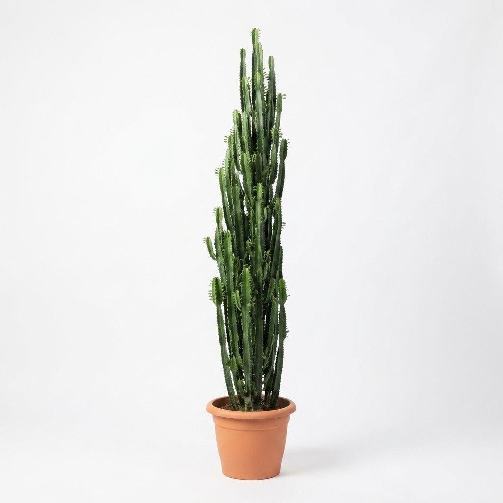 Cactus ( Height 3 meters)