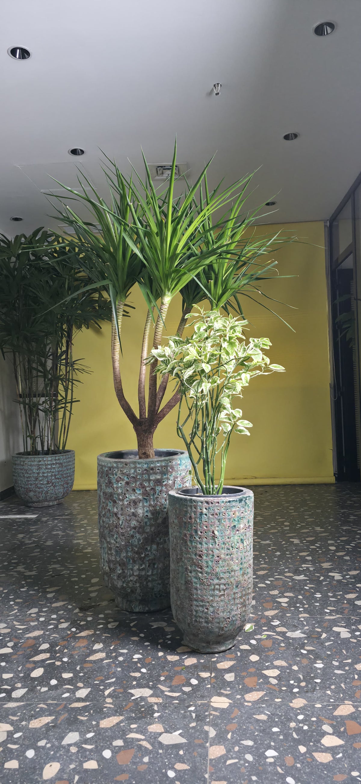 Dracaena Multi Trunks/ Euphorbia (Zig Zag) - Cylinder Round Pot Set of 2 – Jade Green Bubble Glaze