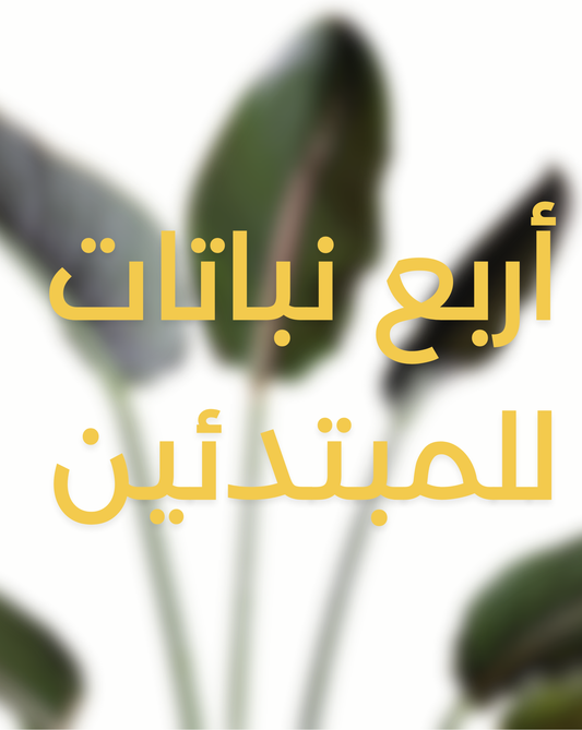 � أربع نباتات تصلح لداخل البيت للمبتدئين (وتعيش بدون تعقيد