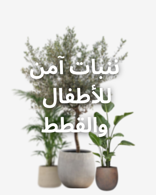 زرعات منزلية آمنة للقطاوة والأطفال