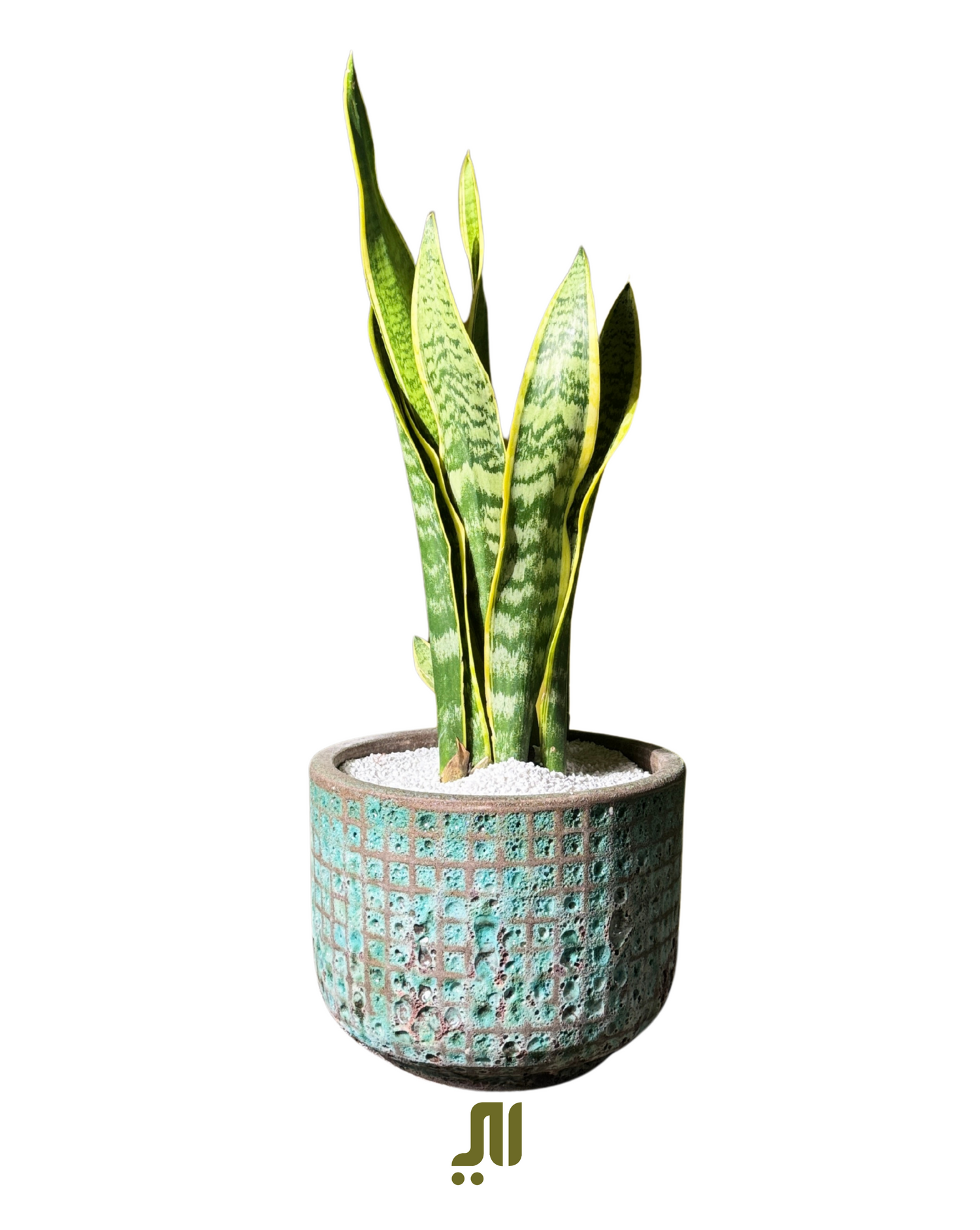 Floor Plants