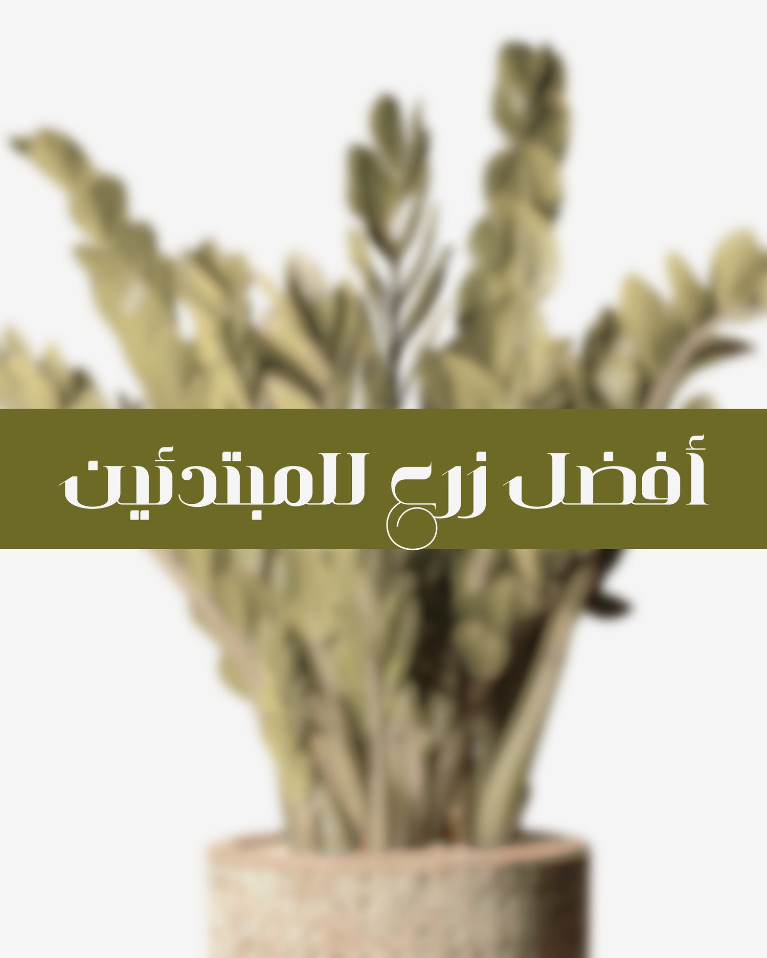 Beginner friendly Plants
