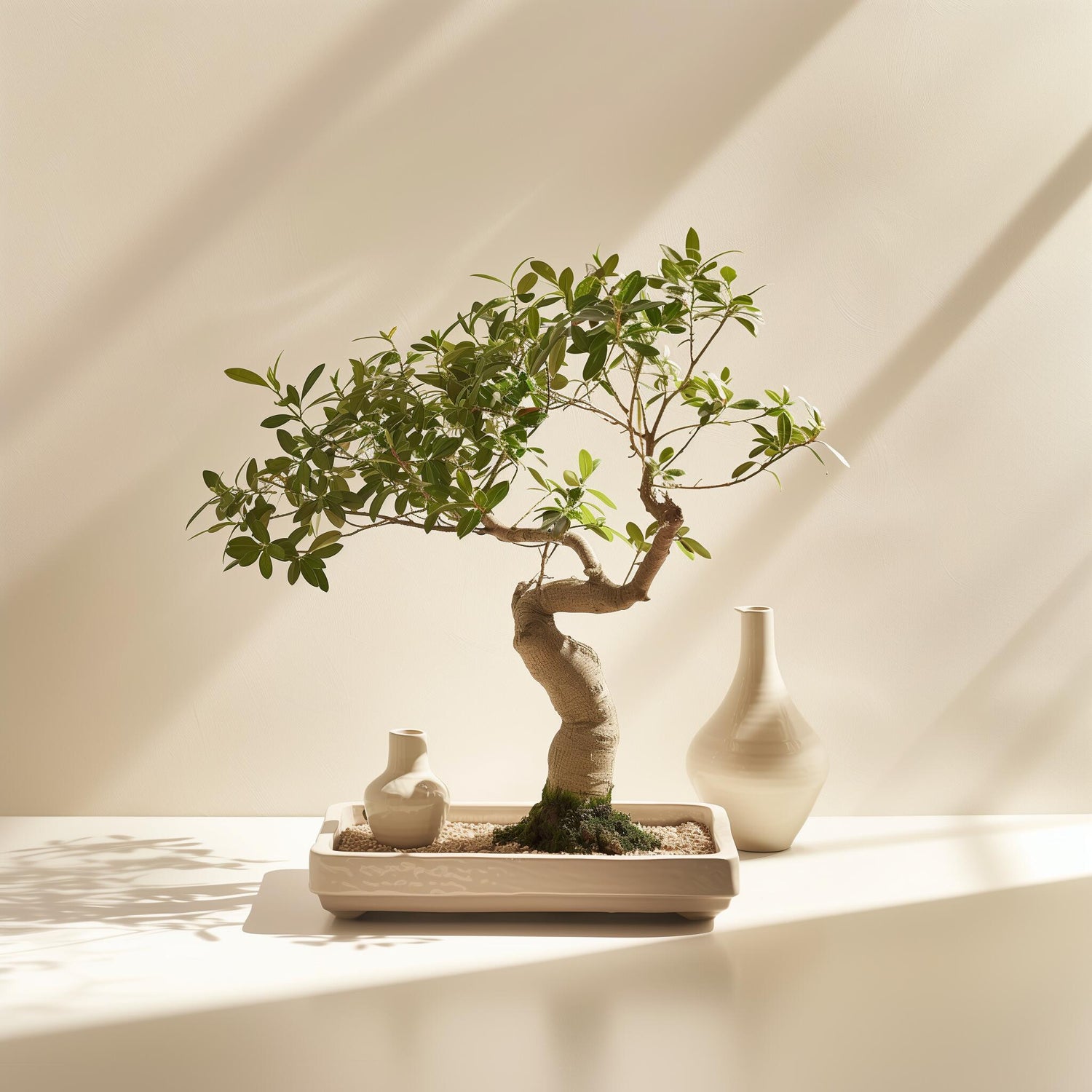 Table Plants