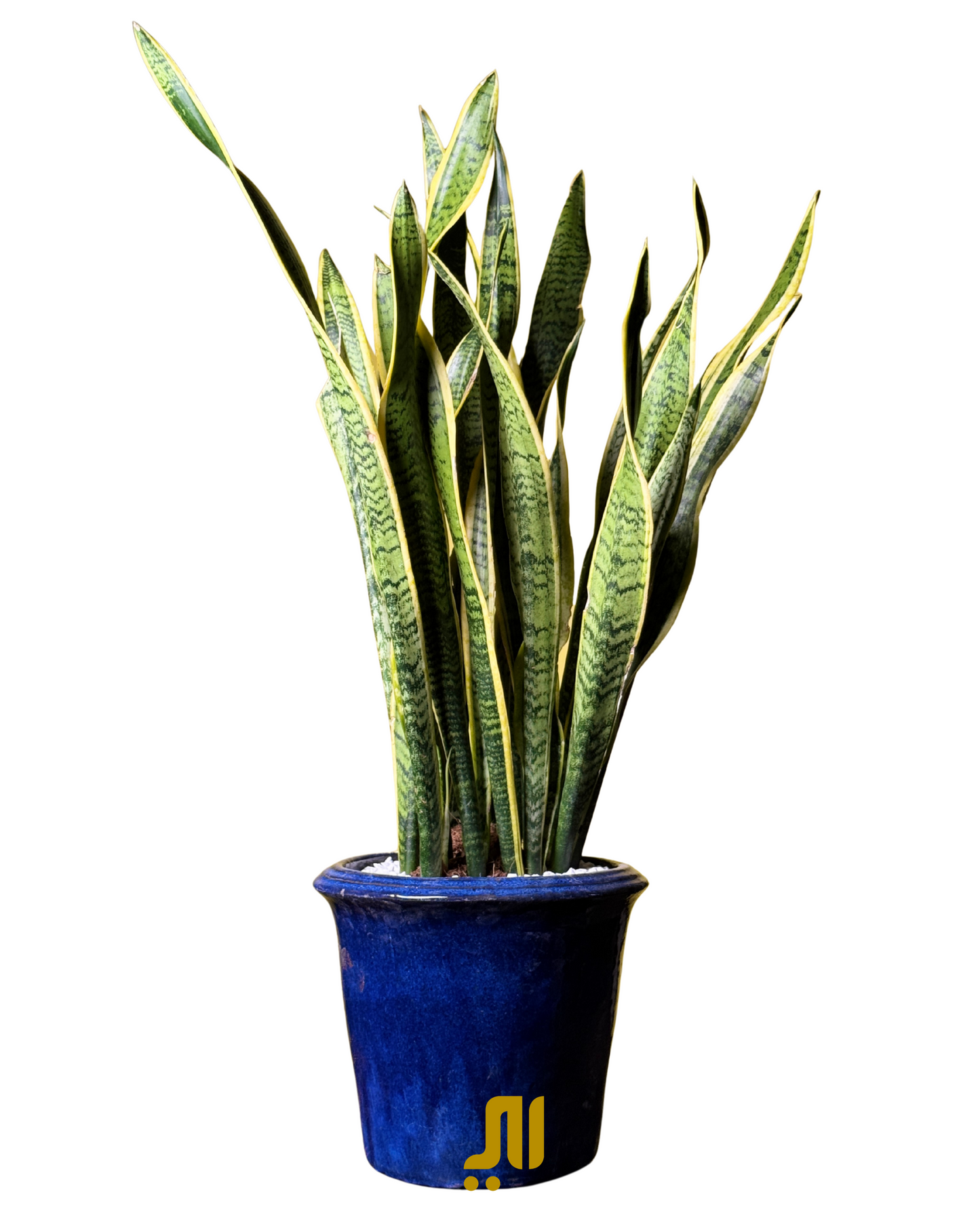 Snake Plant & Ocean Pot