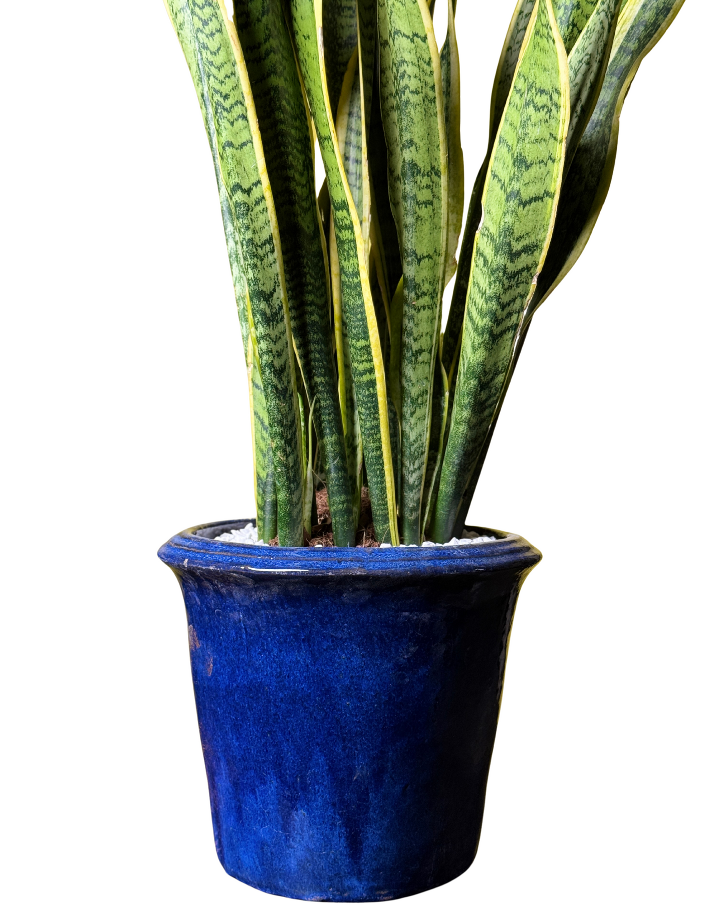 Snake Plant & Ocean Pot