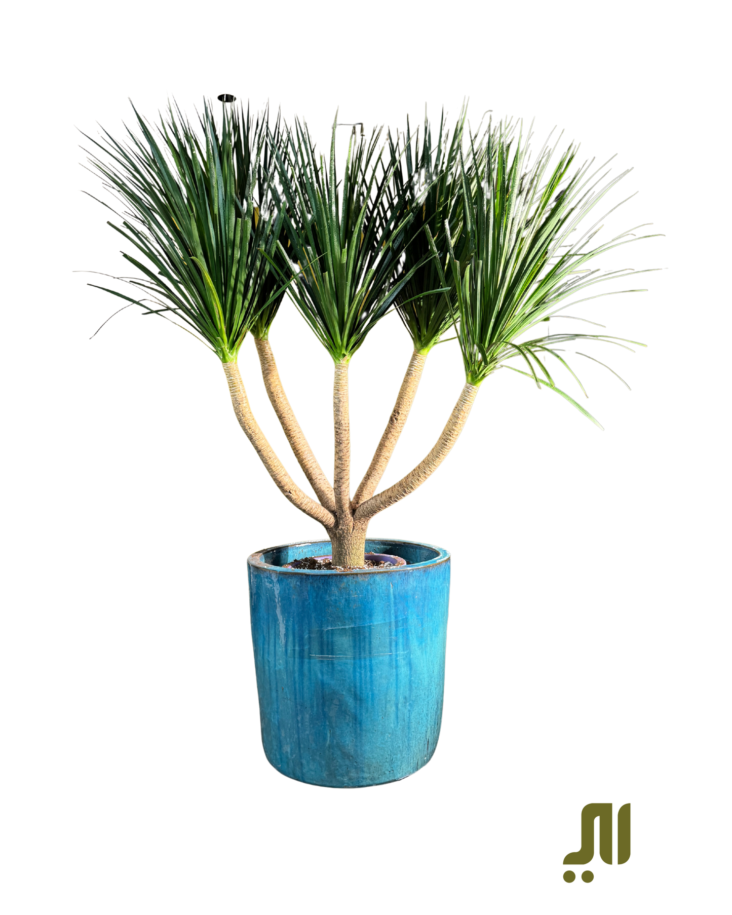 🌿 الدراسينا – Dracaena Marginata