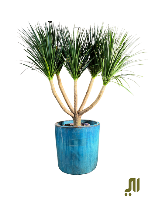 🌿 الدراسينا – Dracaena Marginata