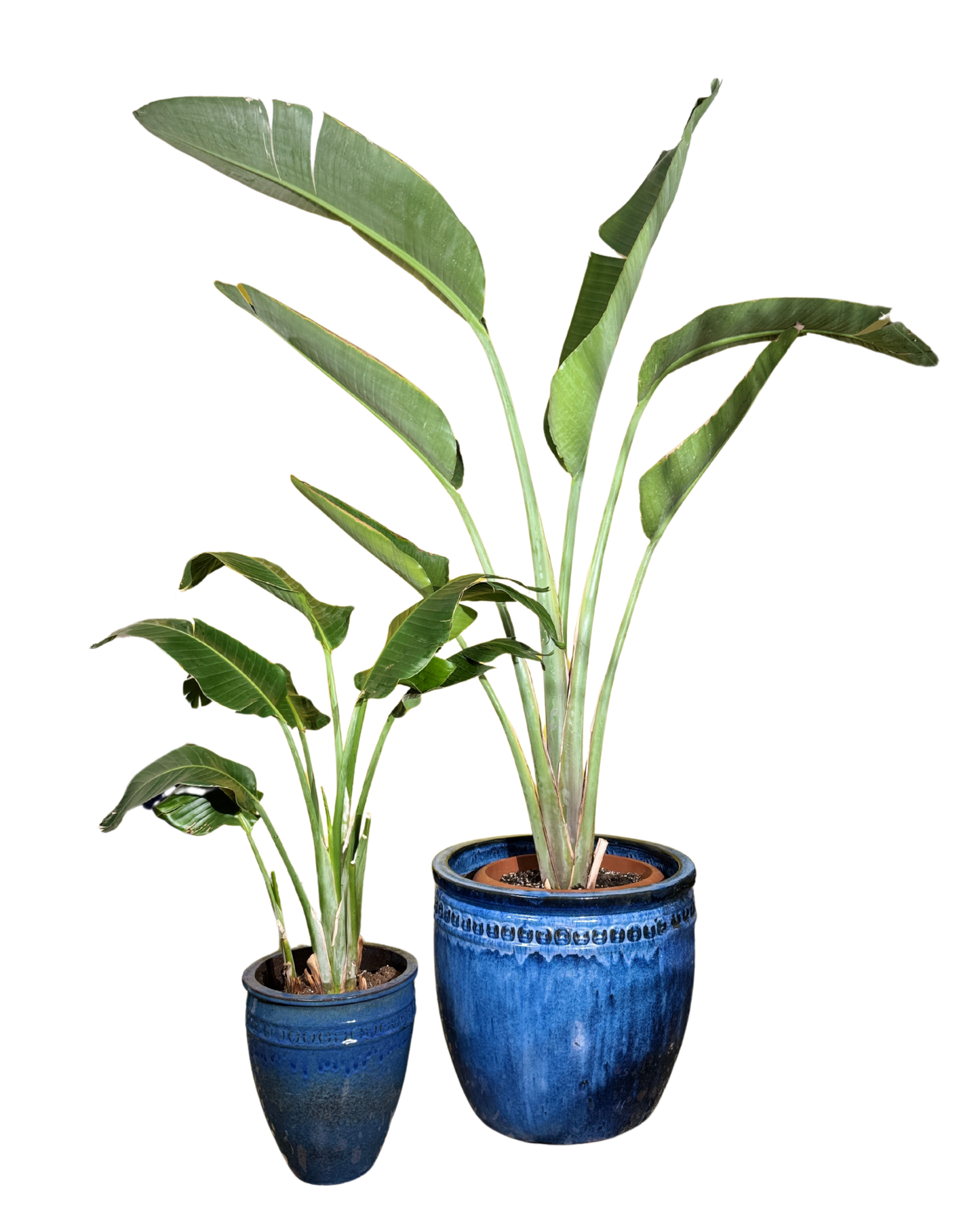 ✨ عصفور الجنة – Bird of Paradise (Strelitzia reginae)