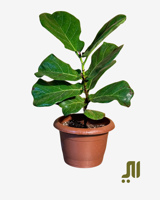 Small Ficus Laryata