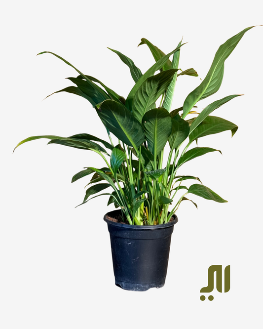 Peace lilly