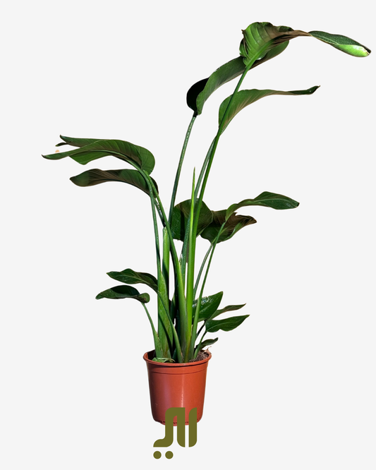 Bird of Paradise