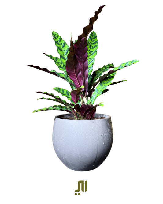 الكلاثية المبوزة | Calathea Lancifolia (Rattlesnake Plant)