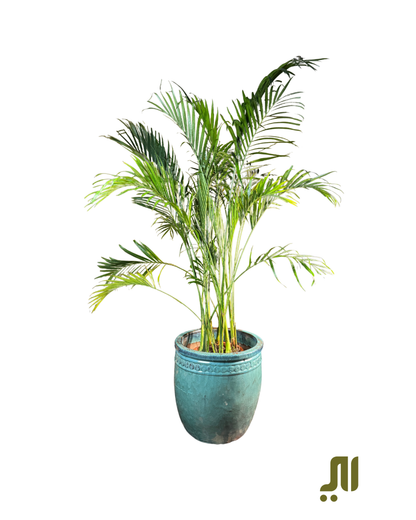 أريكا بالم – Areca Palm (Dypsis lutescens)