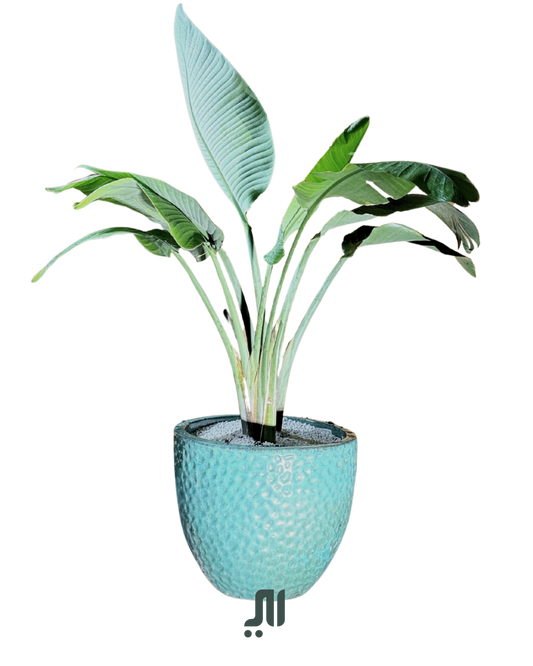 ✨ عصفور الجنة – Bird of Paradise (Strelitzia reginae)
