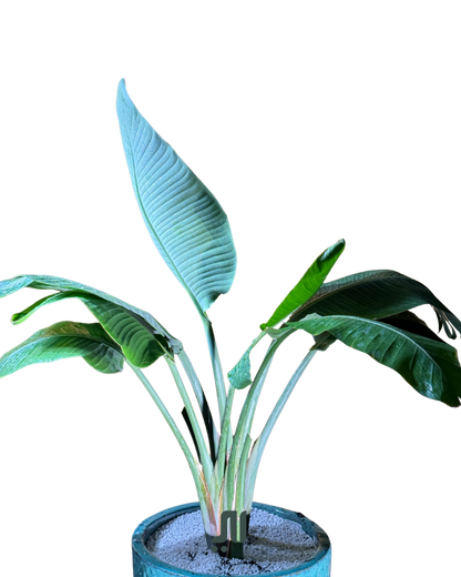 ✨ عصفور الجنة – Bird of Paradise (Strelitzia reginae)