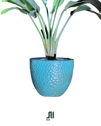✨ عصفور الجنة – Bird of Paradise (Strelitzia reginae)