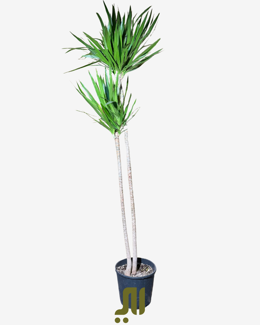Dracena Plant