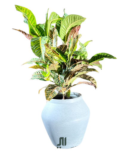 كروتن – Croton
