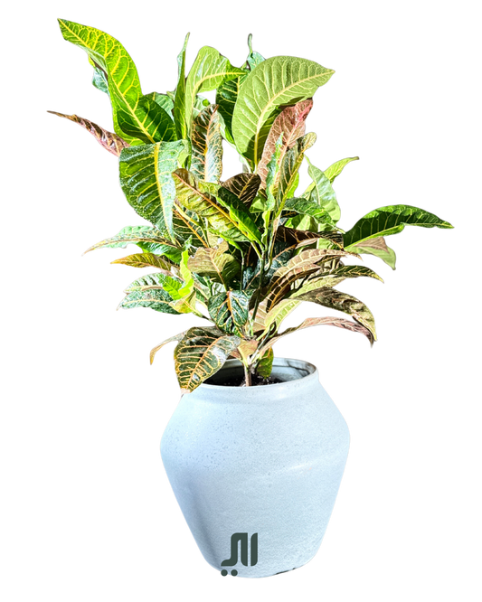 كروتن – Croton