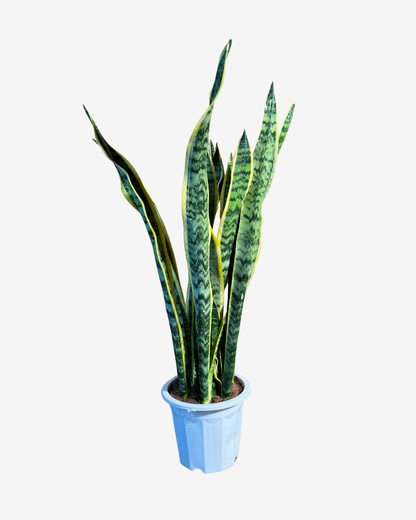 سنيك بلانت – Snake Plant