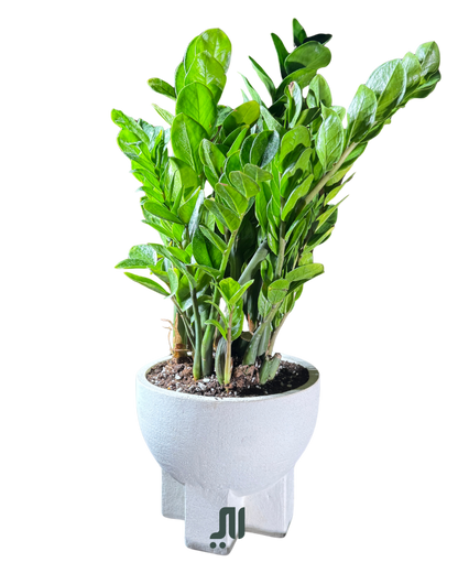ZZ Plant (Zamioculcas zamiifolia)  الزاميه