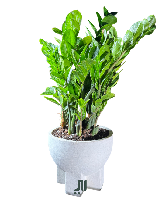 ZZ Plant (Zamioculcas zamiifolia)  الزاميه