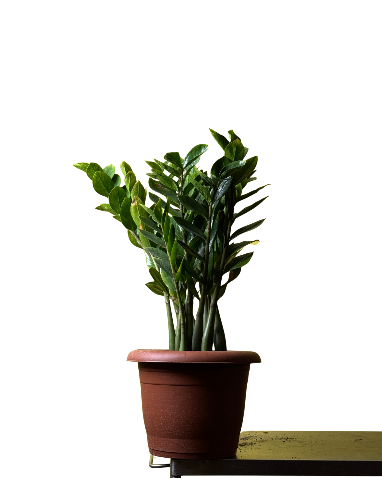 زيزي بلانت – ZZ Plant