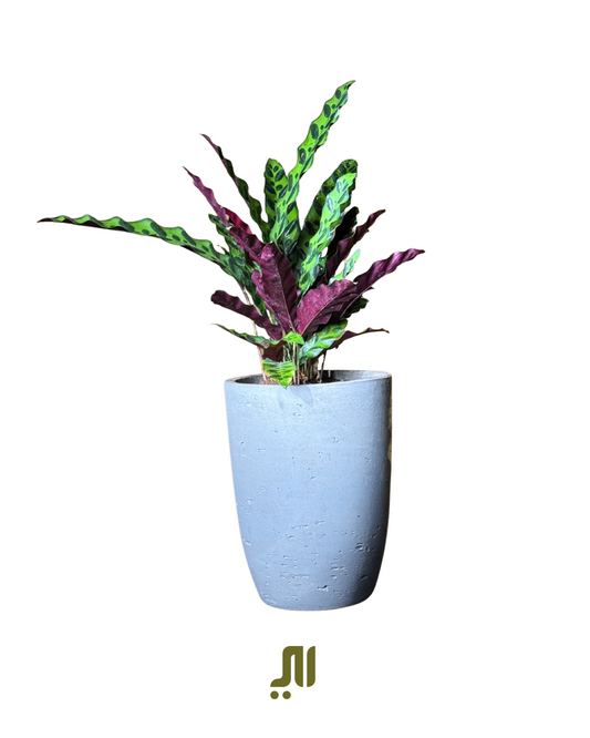 الكلاثية المبوزة | Calathea Lancifolia (Rattlesnake Plant)