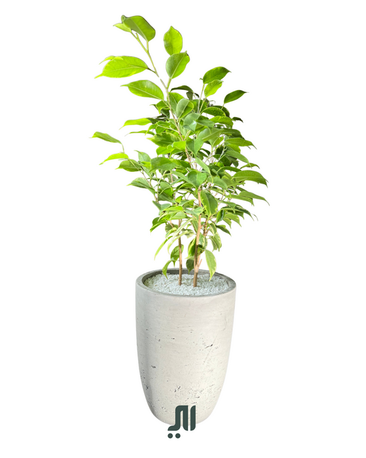فيكس بنجامينا | Ficus Benjamina