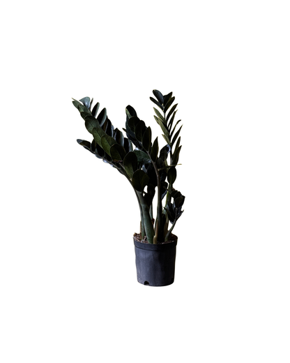 زيزي بلانت – ZZ Plant