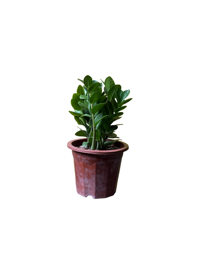 زيزي بلانت – ZZ Plant