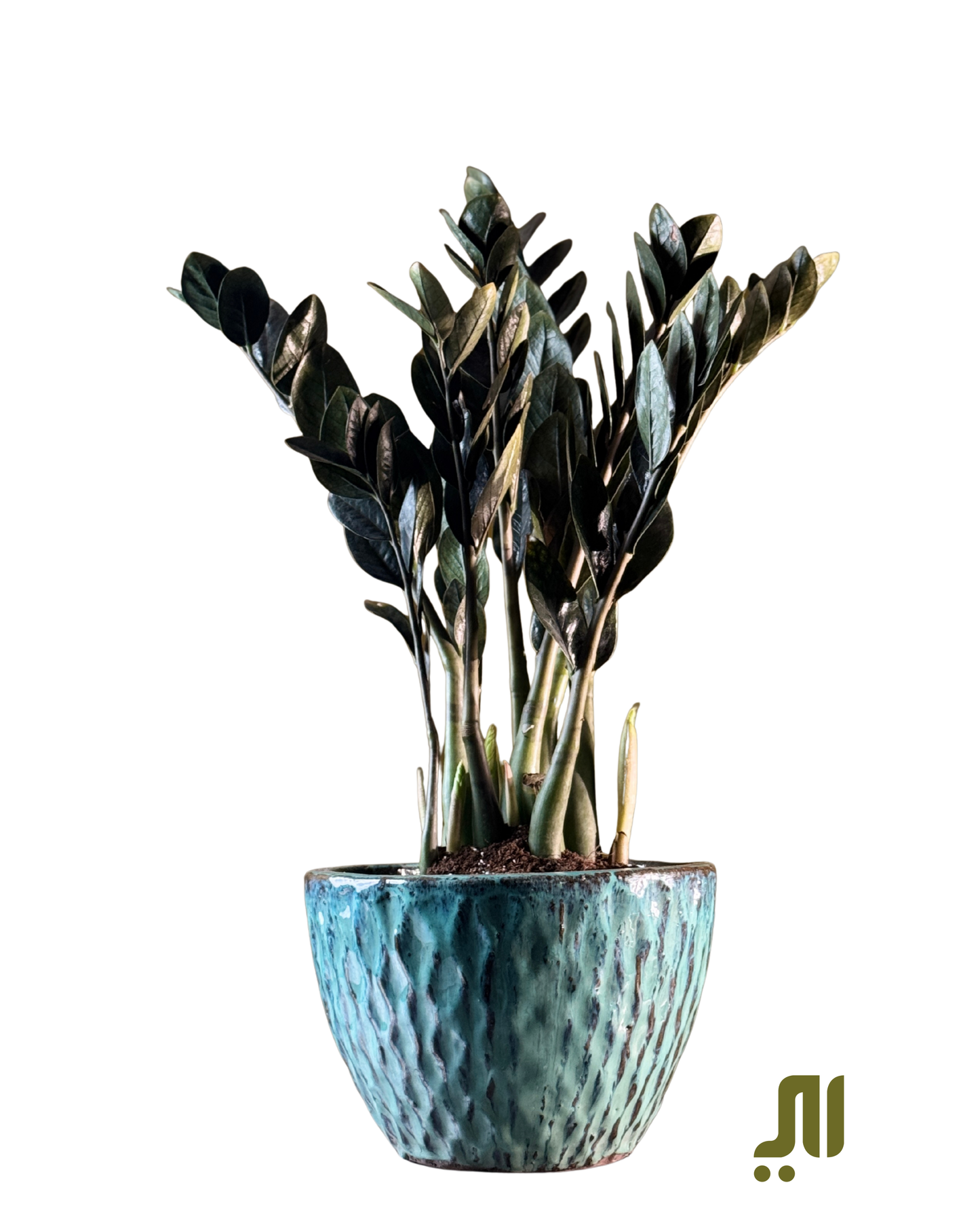 ZZ Plant (Zamioculcas zamiifolia)  الزاميه