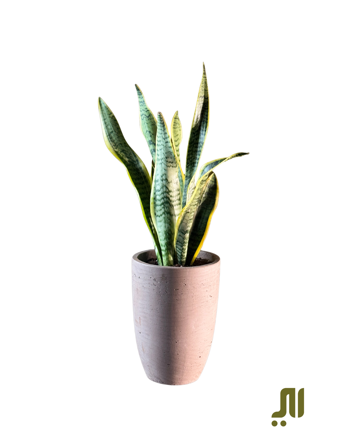 Snake Plant & Brown Pot