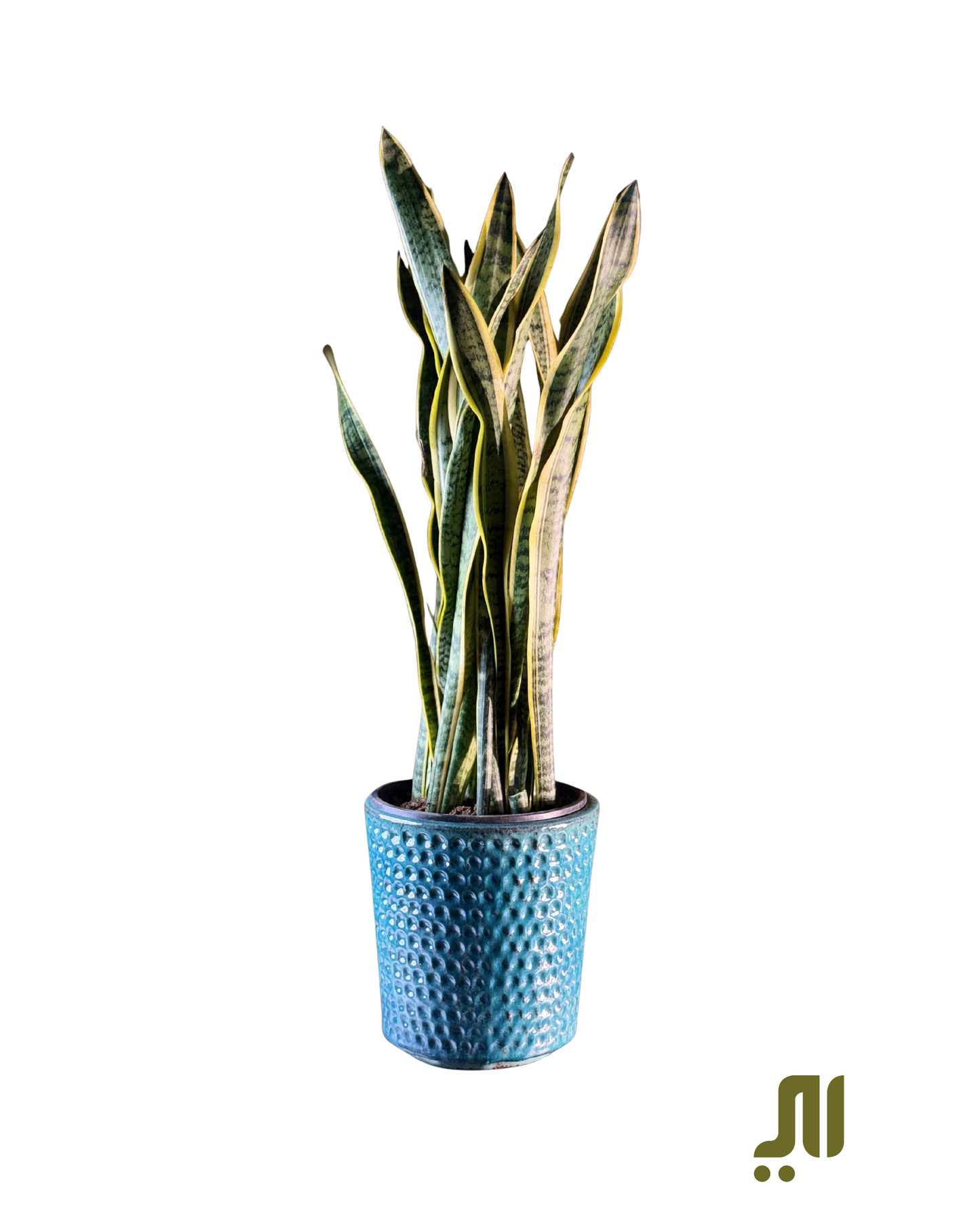 Snake Plant & Sky blue Pot